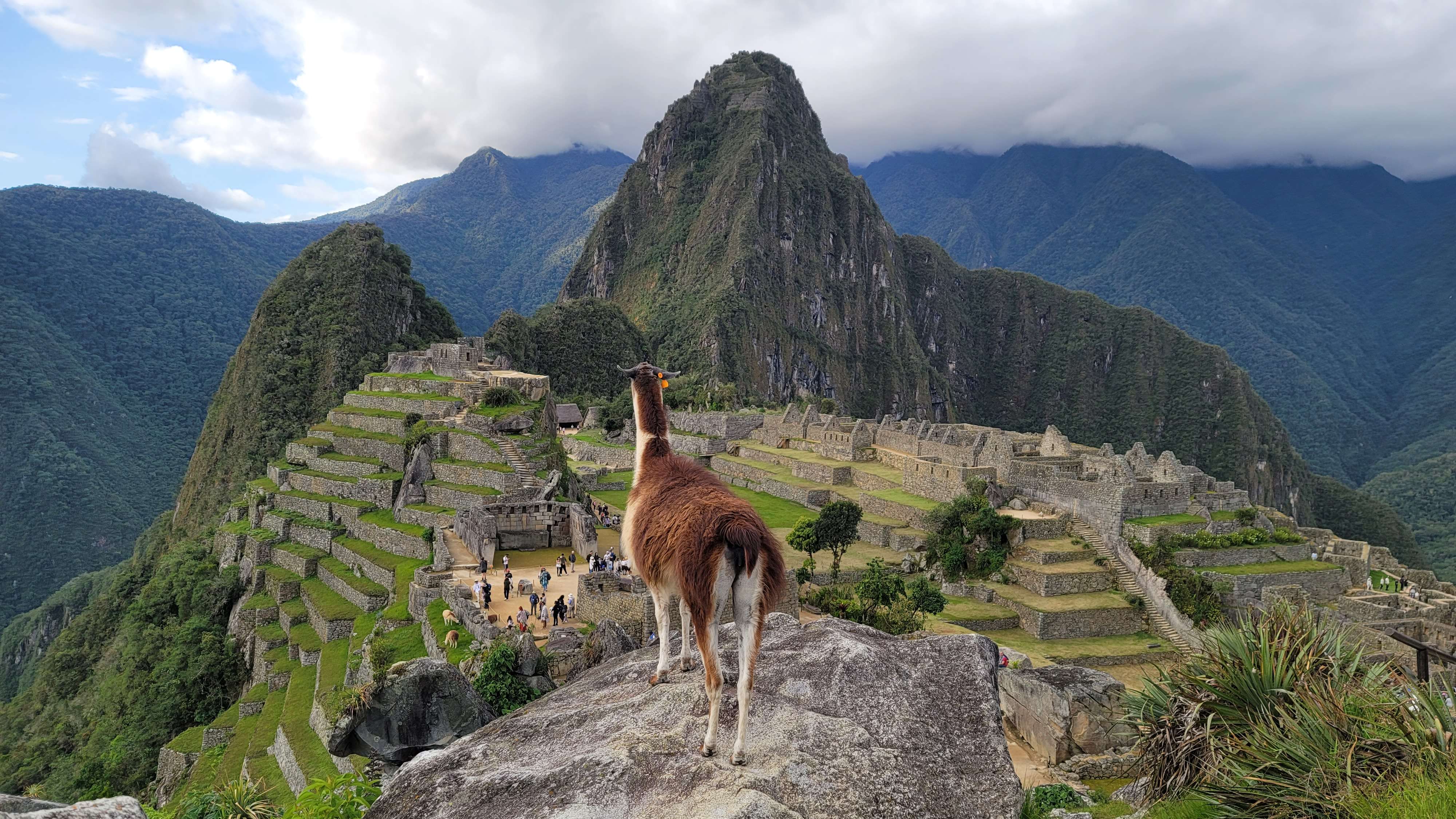 Llama on top of Machu Picchu looking over the citadel ruins