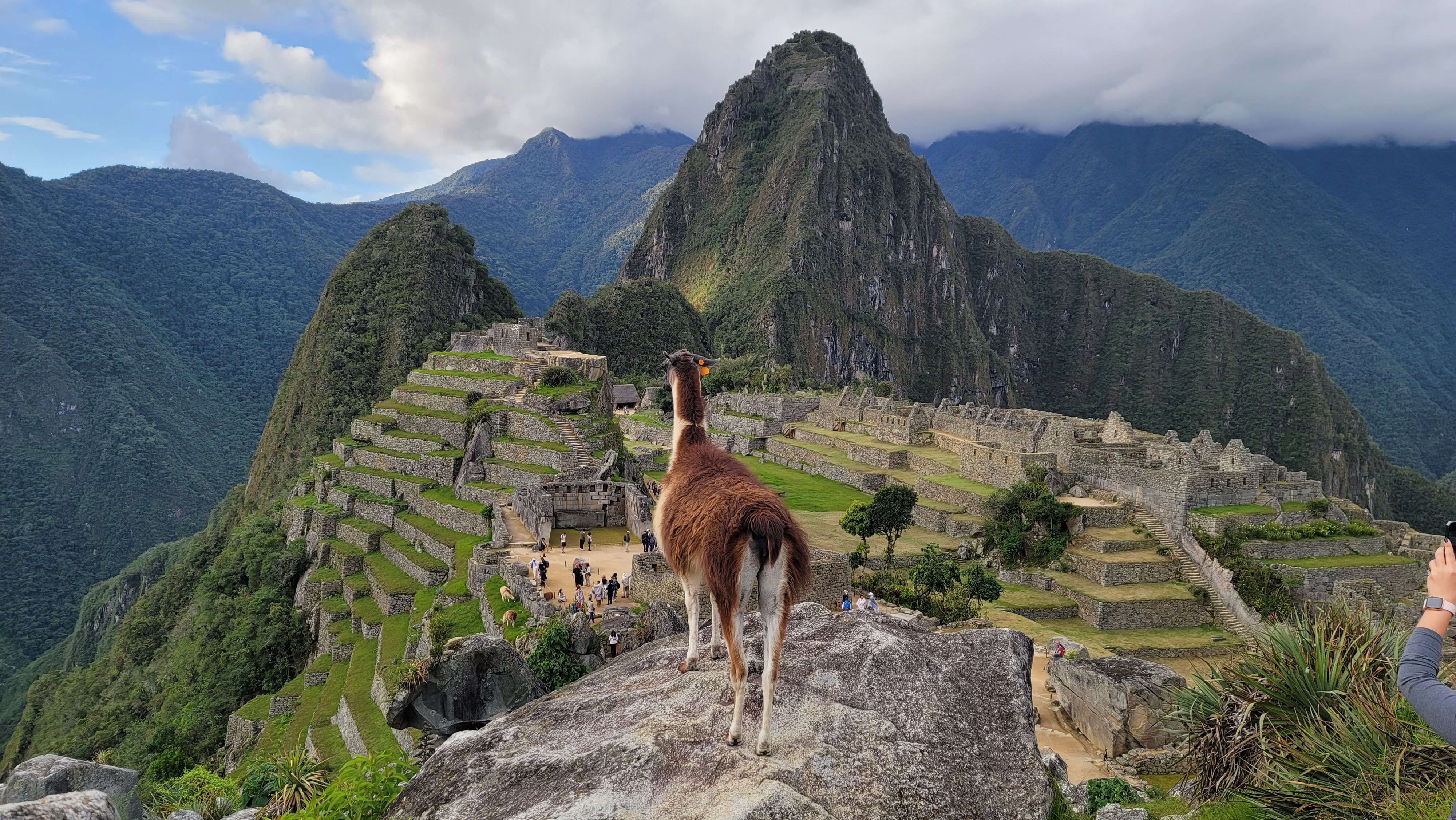Llama on top of Machu Picchu looking over the citadel ruins