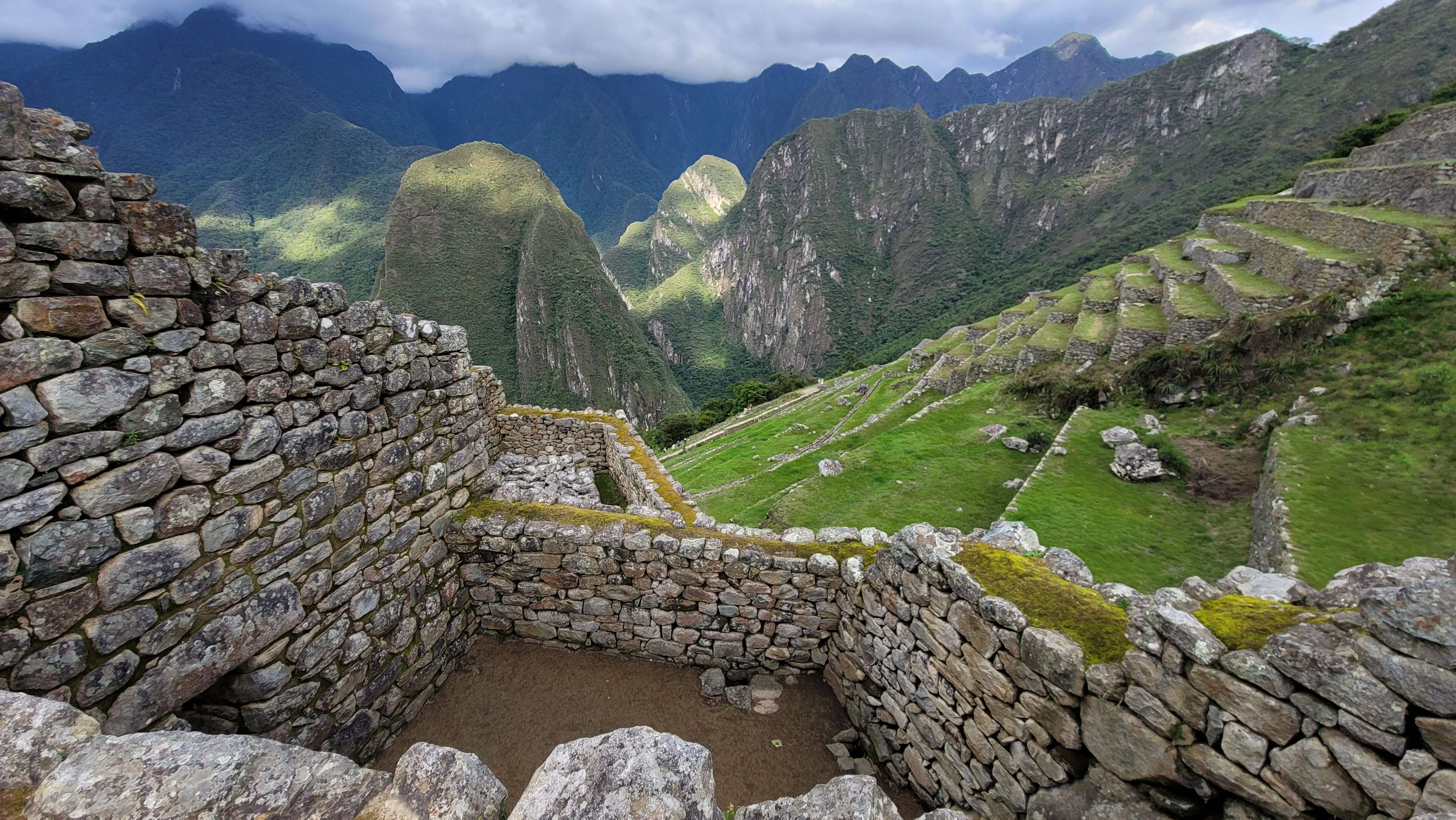 Llama on top of Machu Picchu looking over the citadel ruins