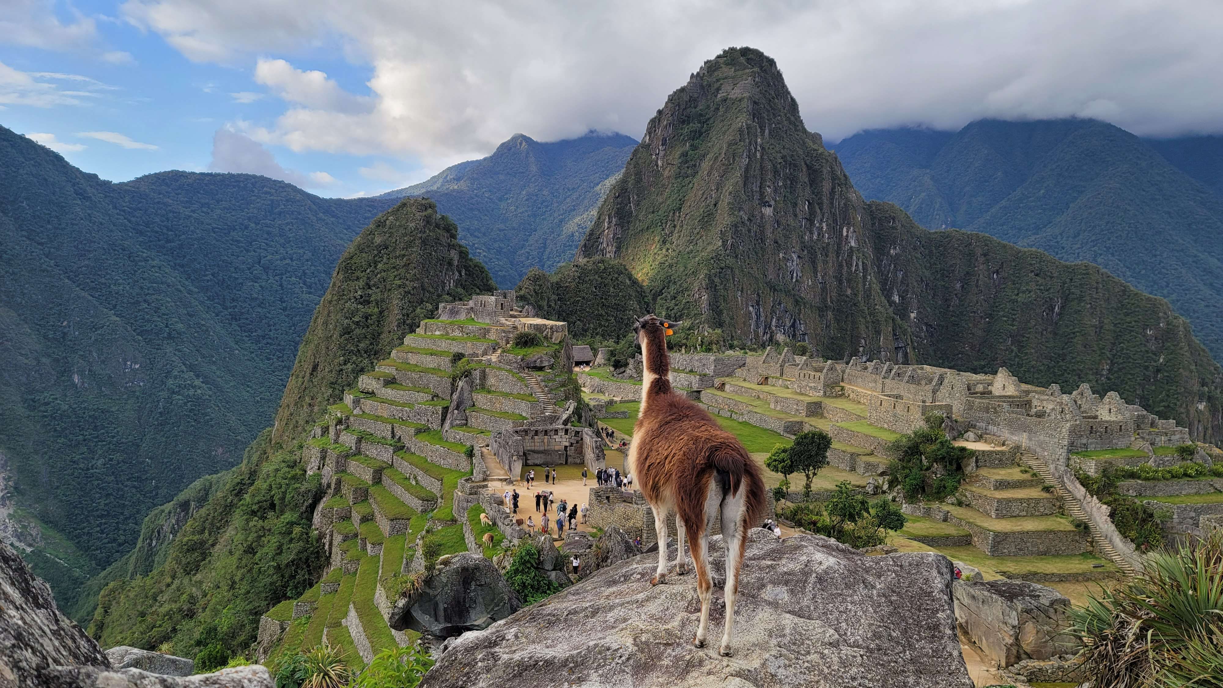 Llama on top of Machu Picchu looking over the citadel ruins