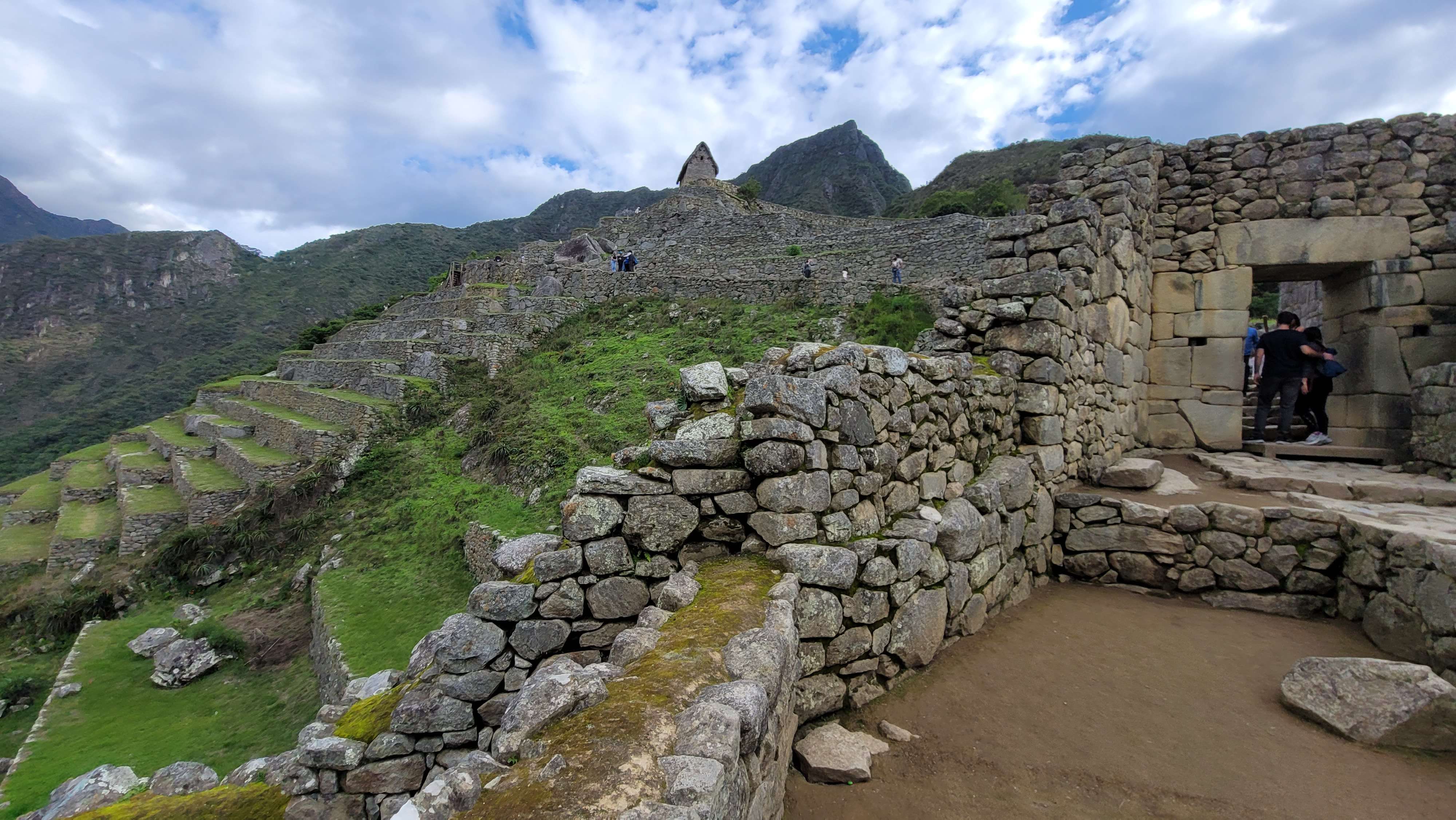 Llama on top of Machu Picchu looking over the citadel ruins