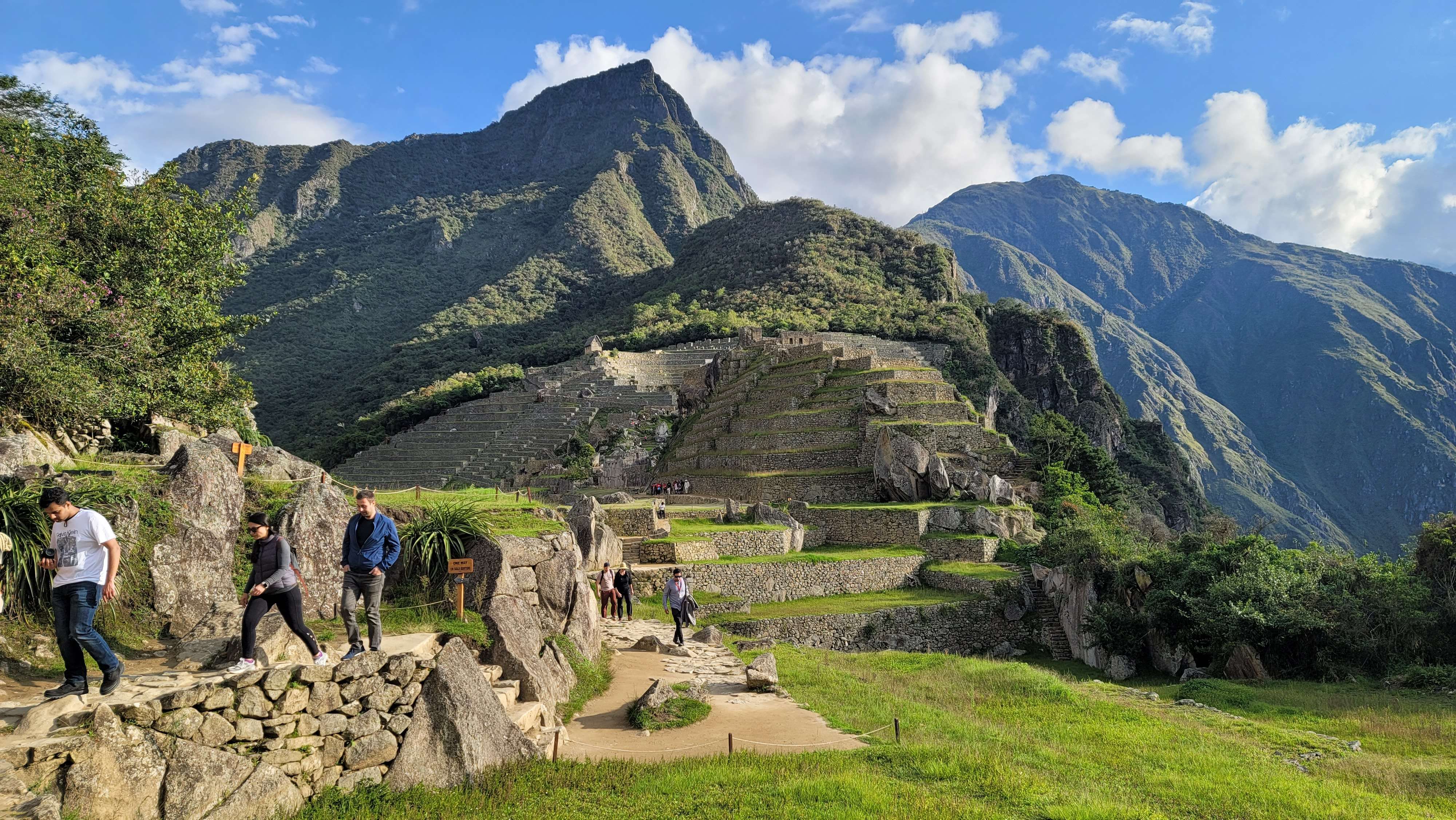 Llama on top of Machu Picchu looking over the citadel ruins