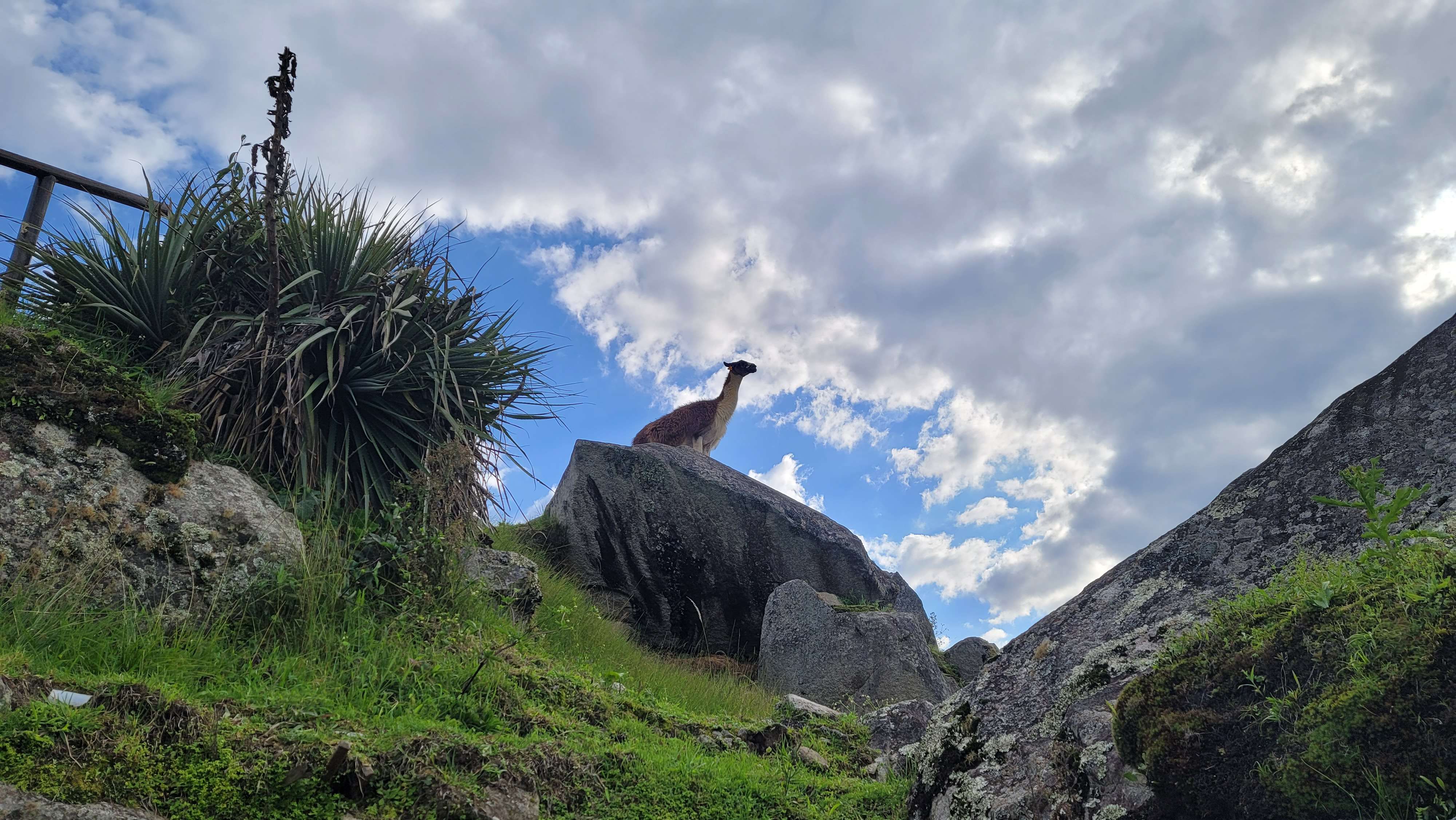 Llama on top of Machu Picchu looking over the citadel ruins